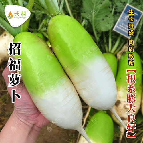 韩国招福青首萝卜种子四季