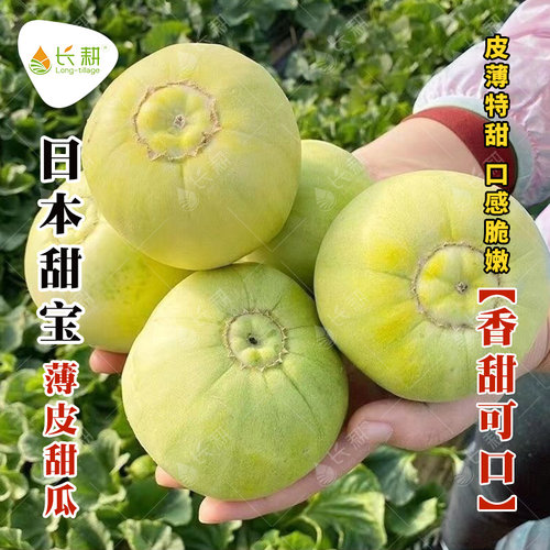 日本甜宝甜瓜种籽特大香瓜