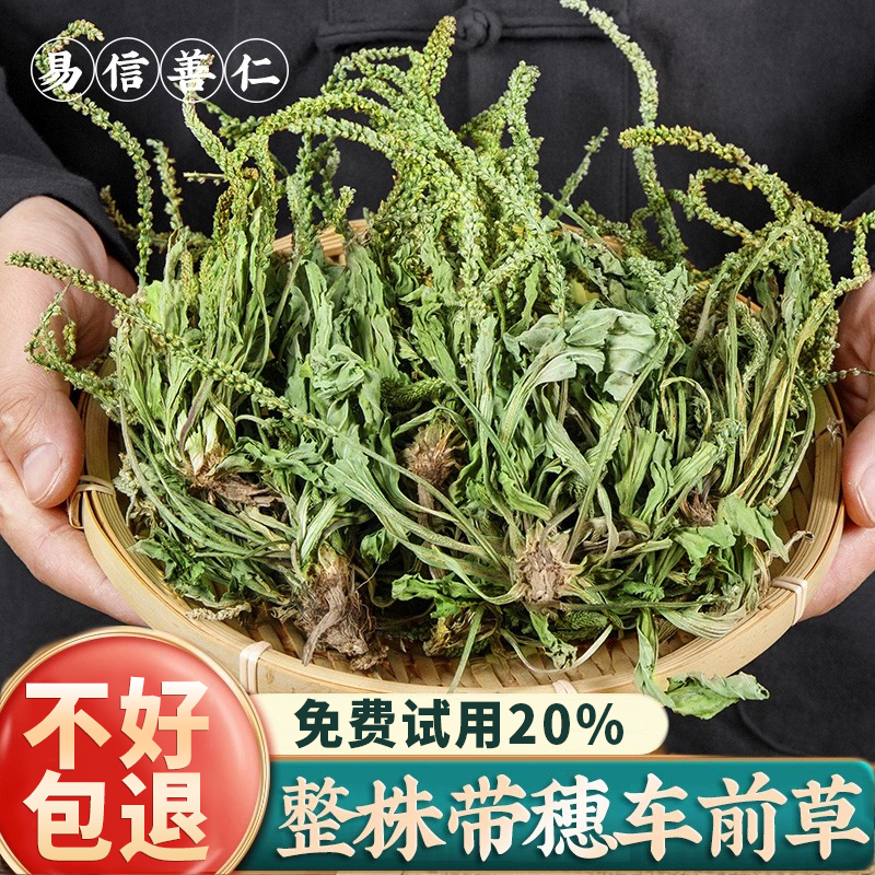 车前草500g非中药材袋装整颗车前草新鲜干货可搭猫爪草蒲公英泡茶