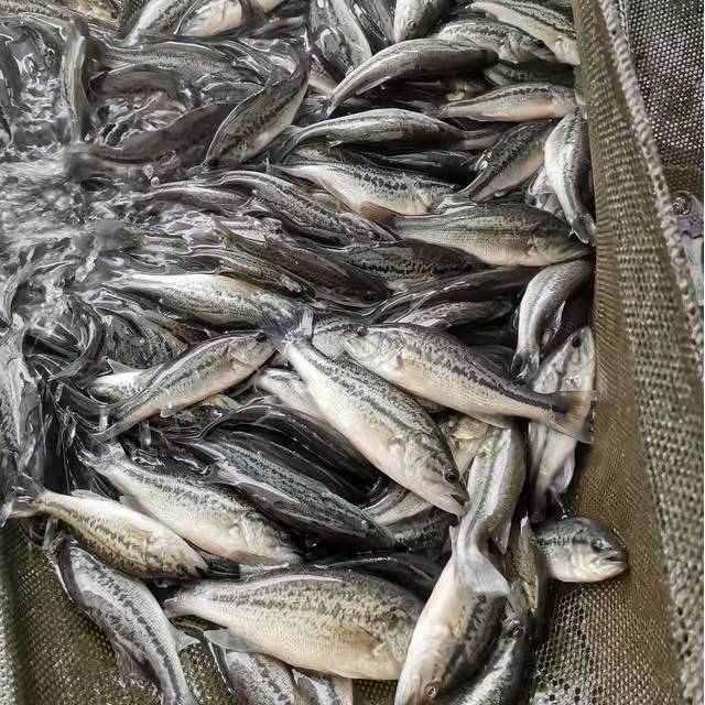 优质加州鲈鱼苗淡水大规格路亚大口黑鲈观赏养殖10公分鲈鱼桂鱼