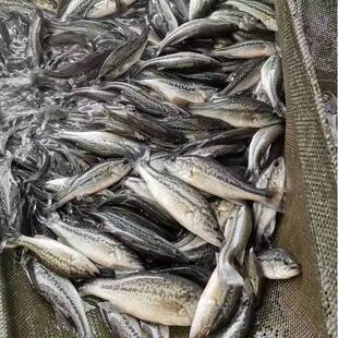 优质加州鲈鱼苗淡水大规格路亚大口黑鲈观赏养殖10公分鲈鱼桂鱼