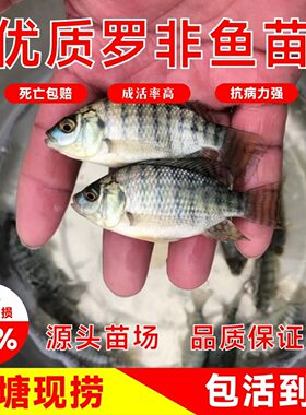 优质罗非鱼苗活体包活到家死包赔