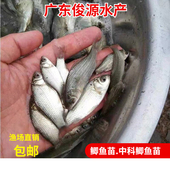 鲫鱼苗鱼塘养殖白鲫鱼银鲫鱼鲫鱼苗活体水产 包邮