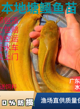 塘鲺鱼苗塘角鱼鱼苗多送10%防损
