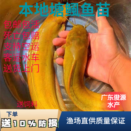塘鲺鱼苗塘角鱼鱼苗多送10%防损