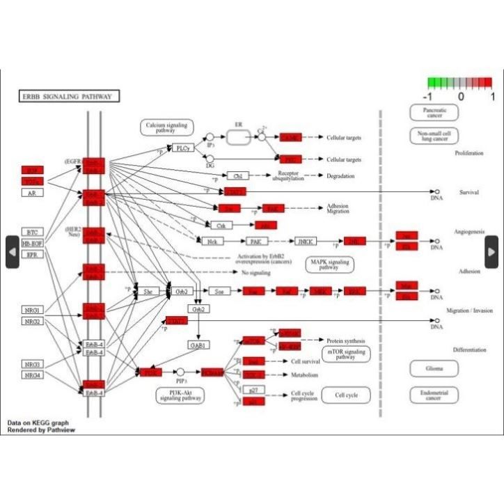 网络理学 一对一代做 富集分析 KEGG富集 GO富集