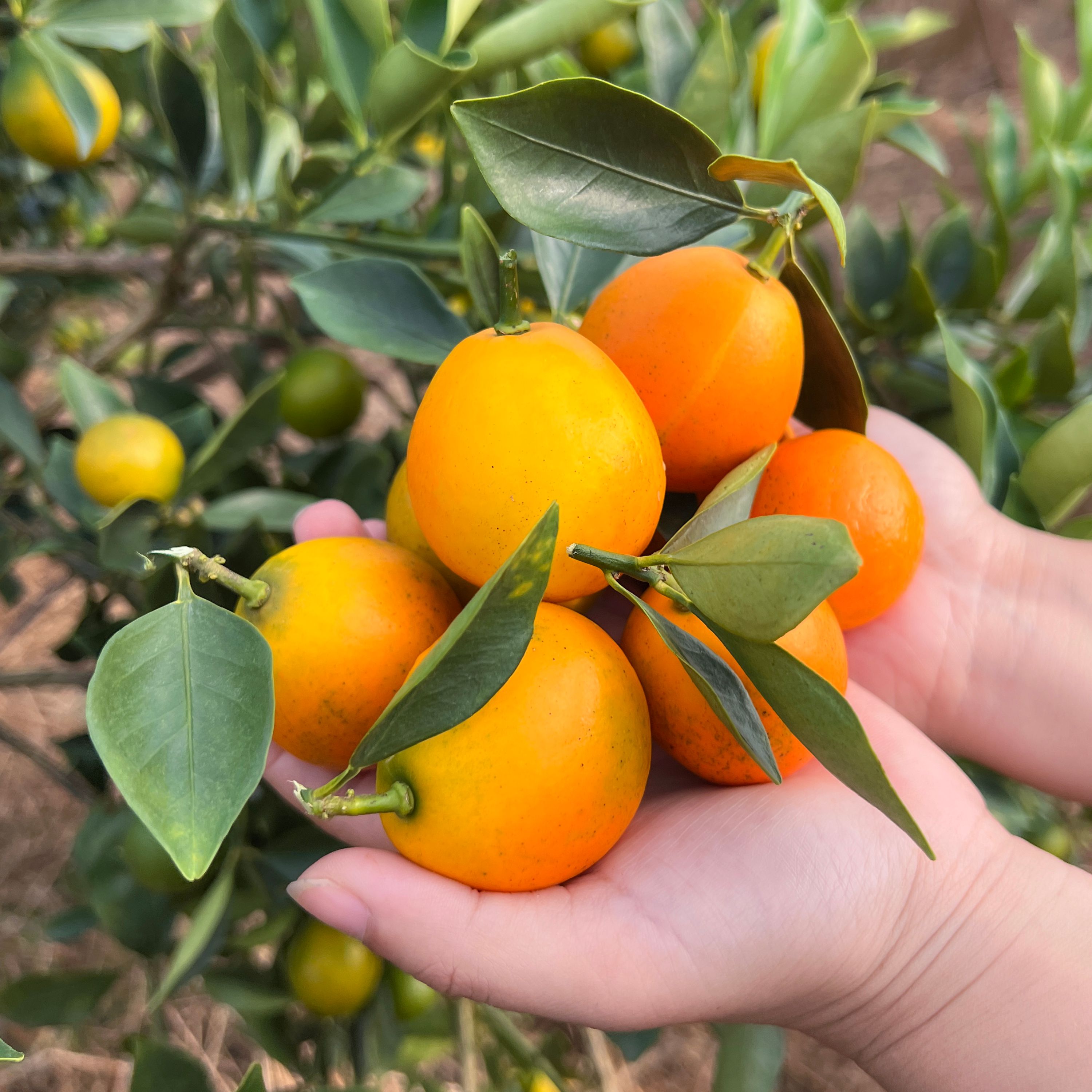 融安脆蜜金桔1号2号3号果纯吃装