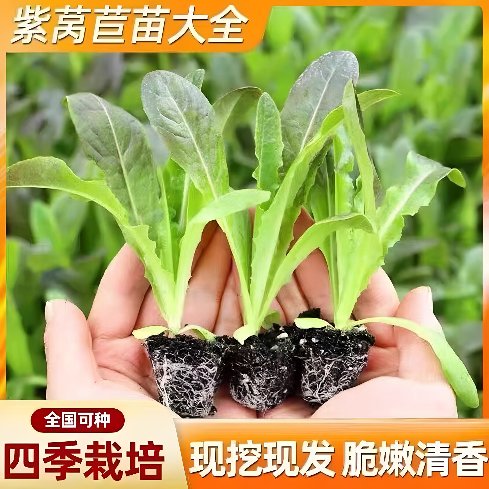 秋冬耐寒香脆红皮紫叶莴笋苗