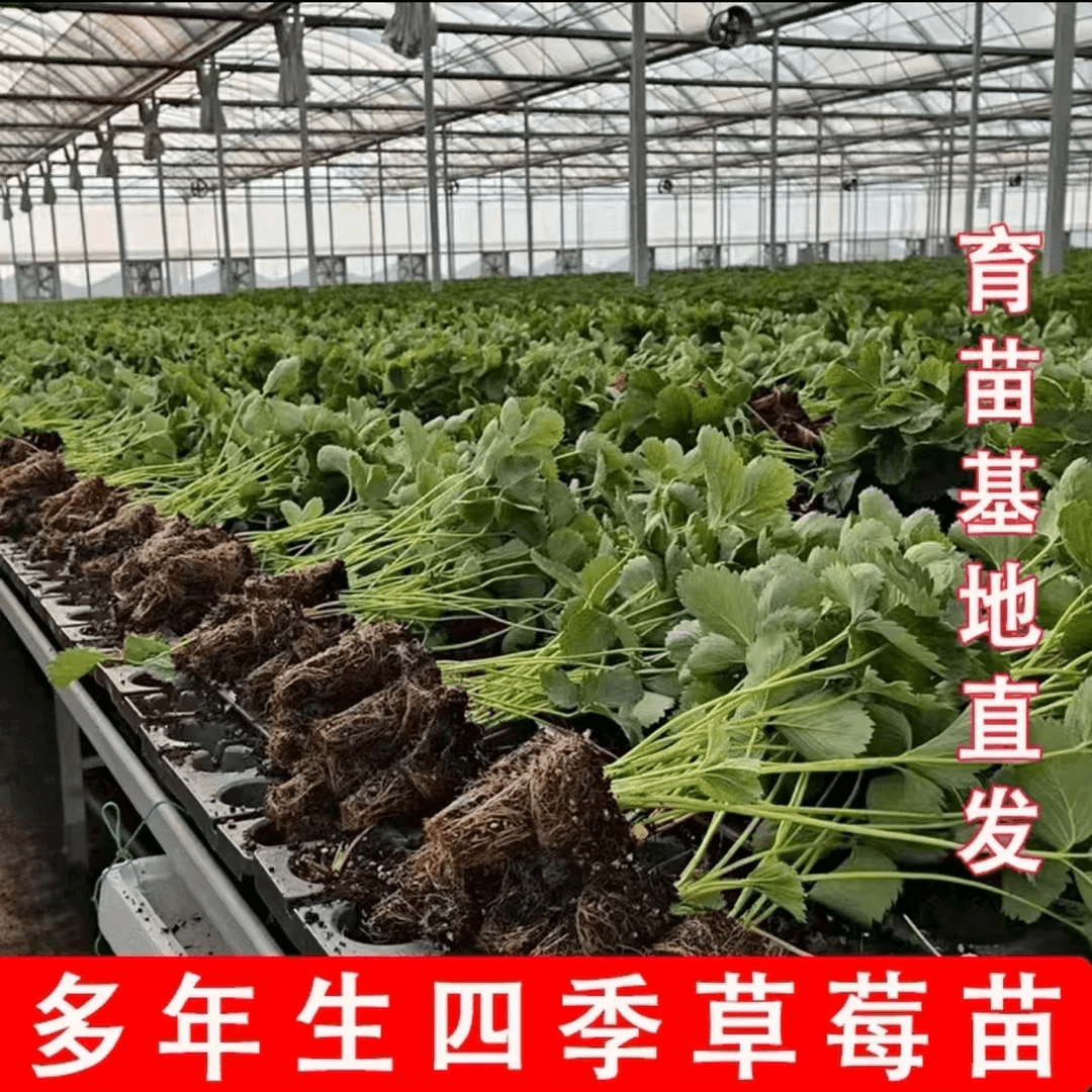 草莓苗原土阳台可食用