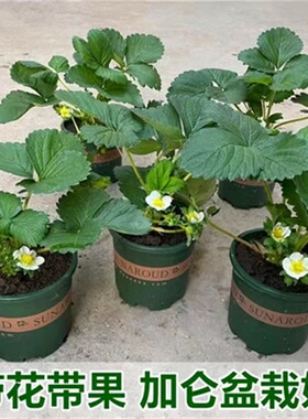 草莓苗加仑盆带花带果盆栽原土原盆果树苗南北方种植四季当年结果