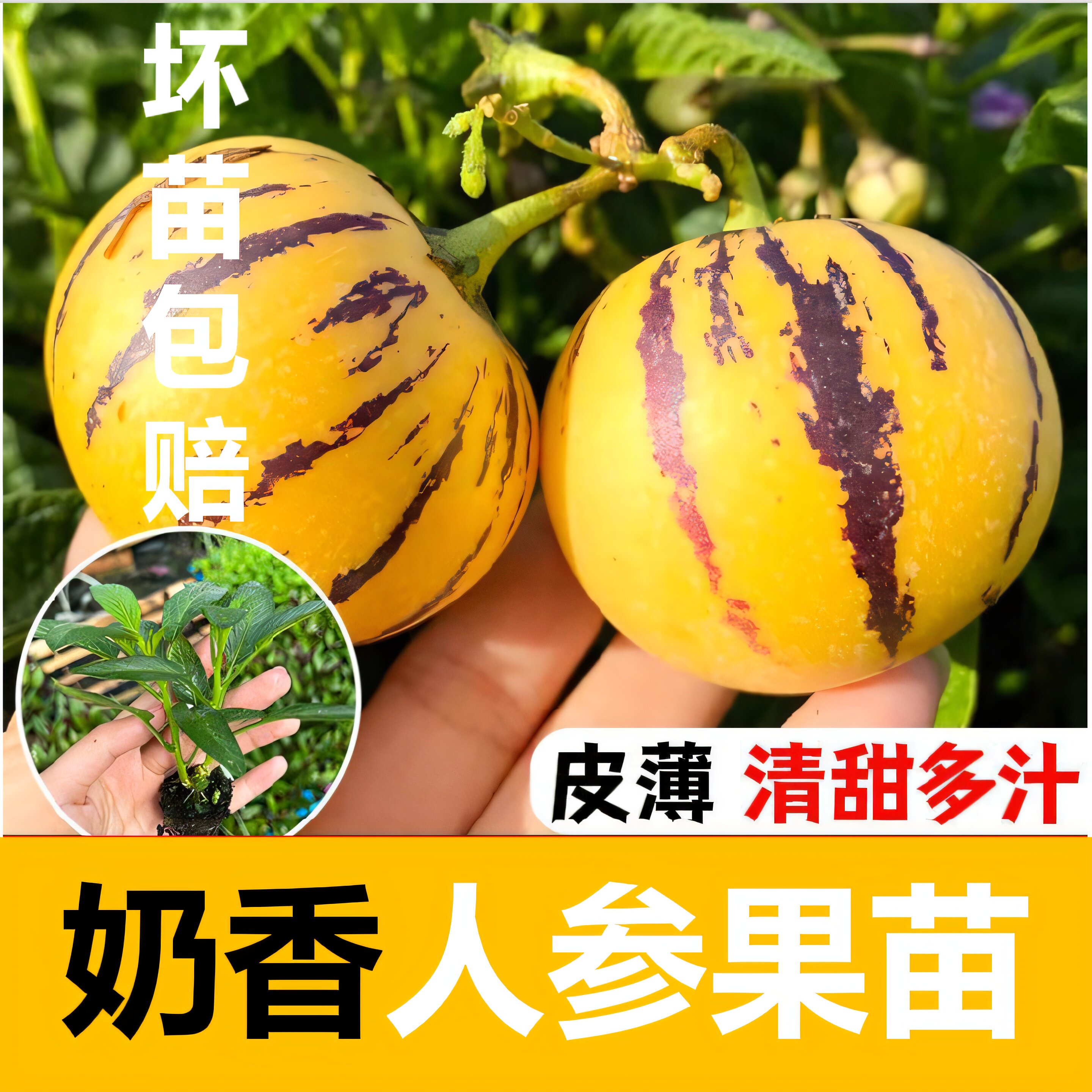 爆甜人参果苗秧带土球长寿果盆栽苗春秋四季阳台当年结果可南北方