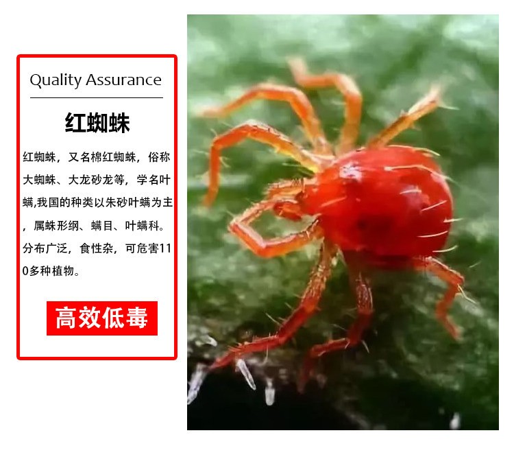 茶黄螨联苯肼酯乙螨唑果树草莓西瓜柑橘绿植叶螨螨虫红蜘蛛杀螨剂