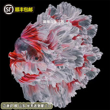 泰国斗鱼马尾狮王半月母斗鱼观赏鱼热带鱼活体宠物淡水鱼鱼缸