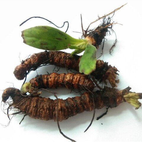 岩白菜中药材 贵州苗药新鲜岩百菜中草药材牛耳朵蚂蝗七500克