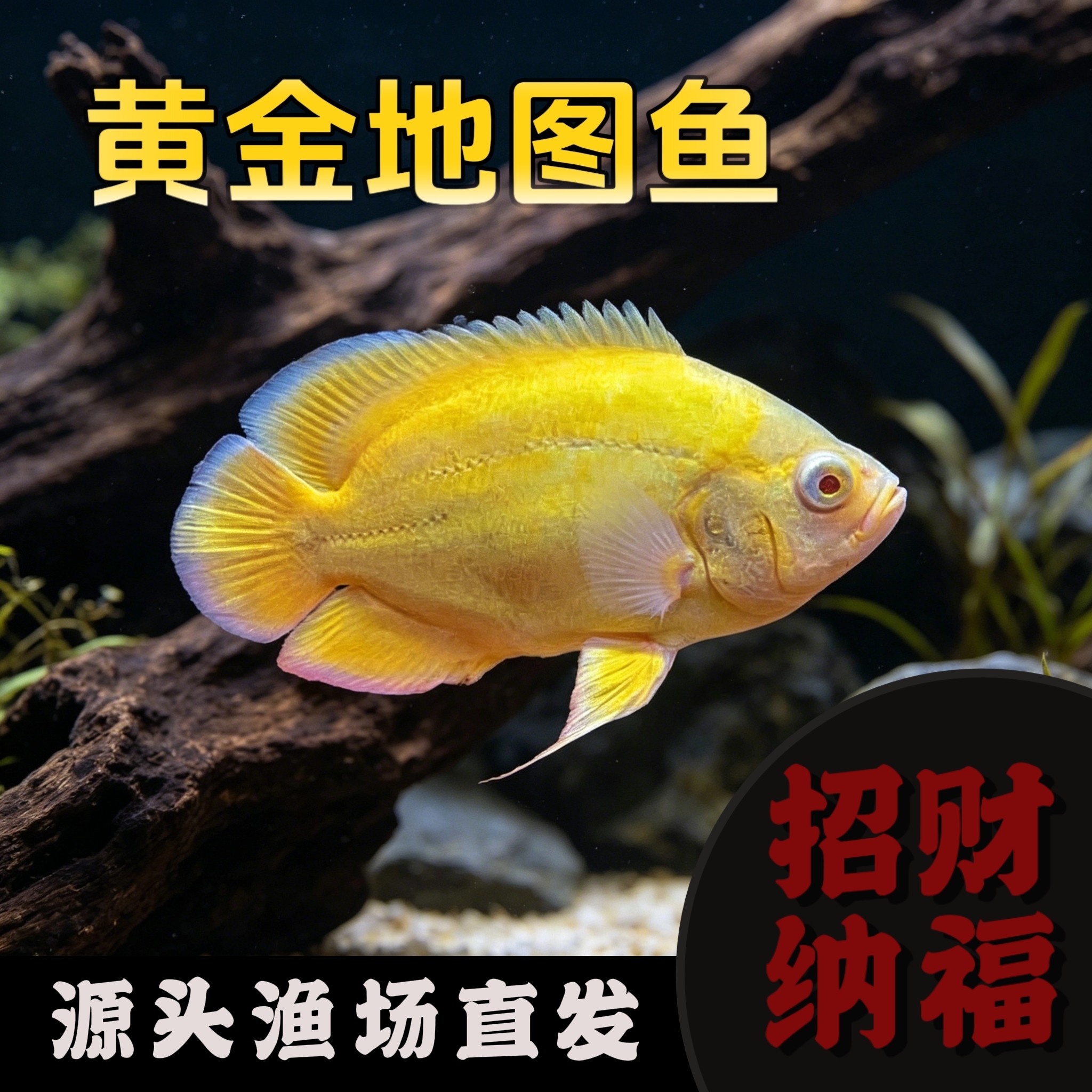 黄金地图鱼猪仔鱼慈鲷大型热带淡水龙鱼缸配鱼招财图里奥斯卡鱼