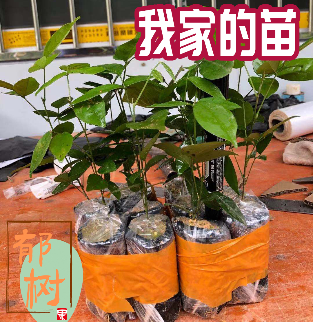 【大量批】选好苗！小叶中叶细叶牛大力苗种植苗种子牛古大力苗 鲜花速递/花卉仿真/绿植园艺 果树 原图主图