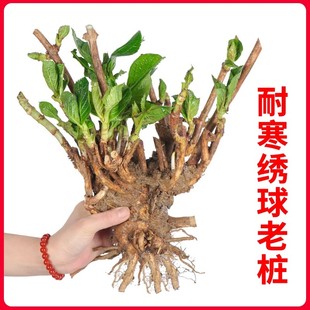 开花不断盆栽花卉植物室内阳台庭院易养活 绣球花苗老桩无尽夏四季