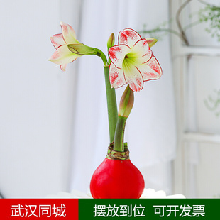 武汉进口朱顶红种球蜡封无需种植礼盒礼品桌面懒人花卉球根植物
