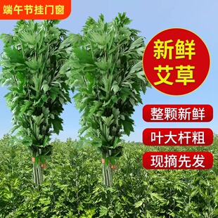 整颗新鲜艾叶艾草全株端午节用挂门檐艾蒿儿童洗澡插窗户泡脚包