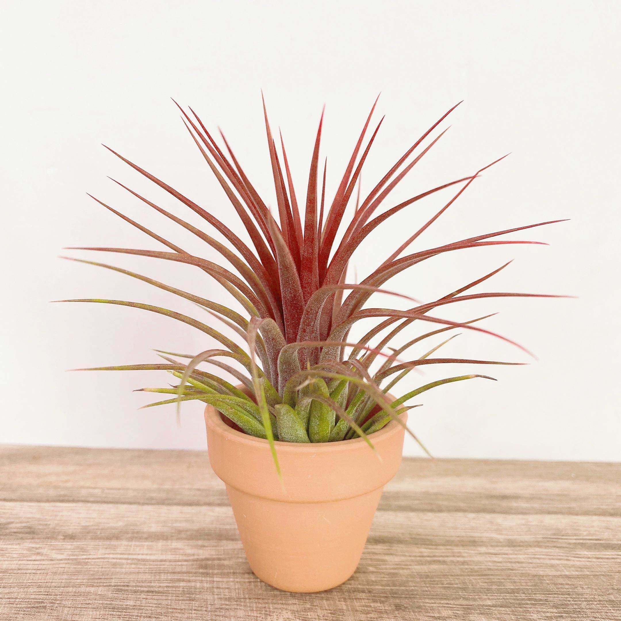 空气凤梨 可乐精灵 常年带色稀有品种吸甲醛绿植花卉盆栽送人礼物