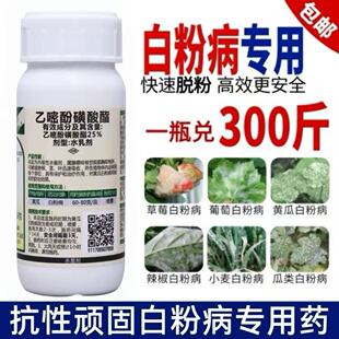 白粉病专用药杀菌剂乙嘧酚磺酸酯葡萄草莓果树黄瓜蔬菜花植物农药