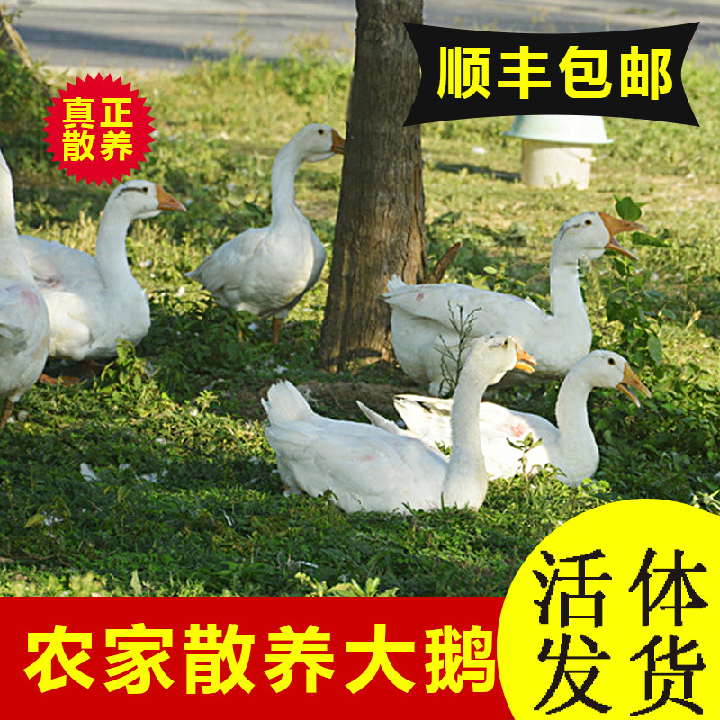 6斤成年鹅活体狮头鹅三花鹅宠物鹅大白鹅老鹅下蛋鹅五龙鹅8斤活鹅