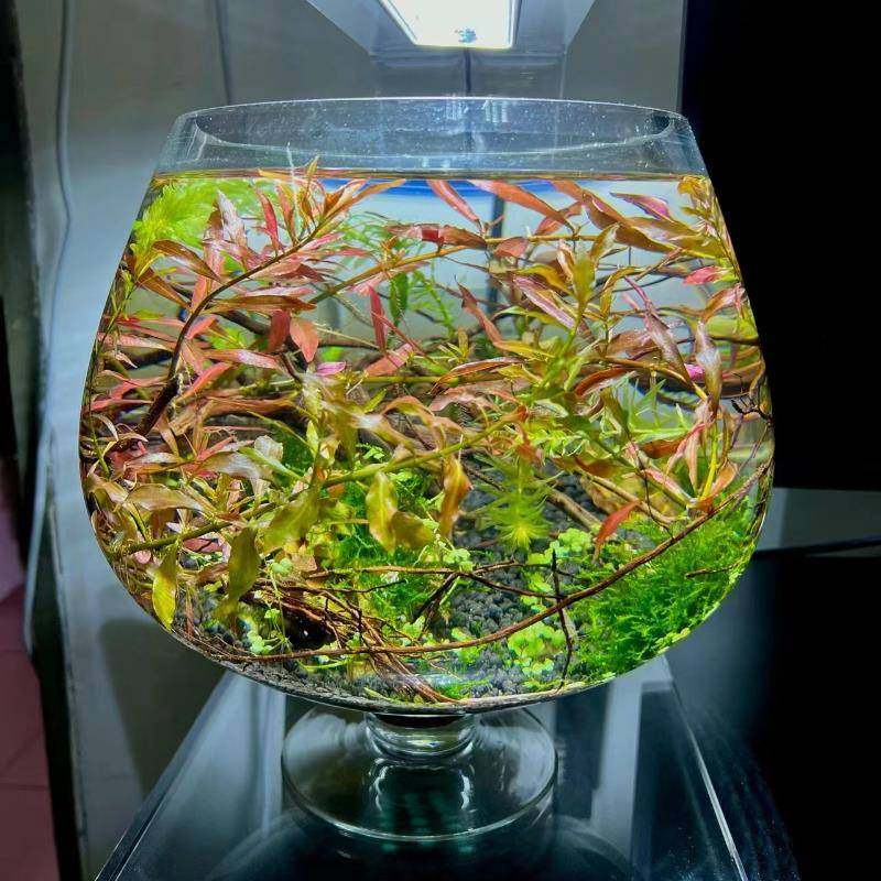 酒杯小型鱼缸加厚玻璃客厅桌面创意酒杯高脚杯金鱼乌龟缸空气造景