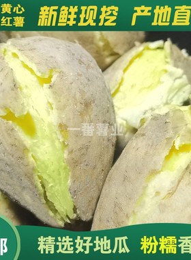 潮州正宗现挖白皮黄心板栗薯香甜粉糯无丝沙地种植农家鸡蛋黄番薯