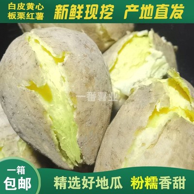 潮州正宗现挖白皮黄心板栗薯香甜粉糯无丝沙地种植农家鸡蛋黄番薯