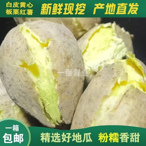 香甜现挖板栗薯沙地种植番薯黄心