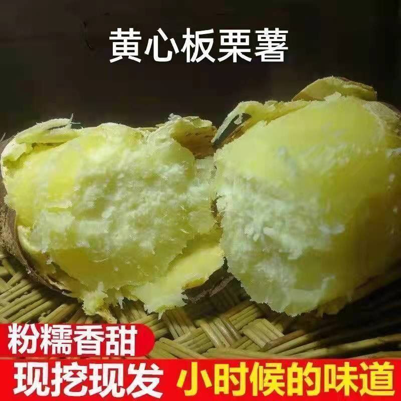 广东正宗潮汕白皮黄心板栗薯香甜粉糯现挖农家鸡蛋黄番薯包邮5斤图片