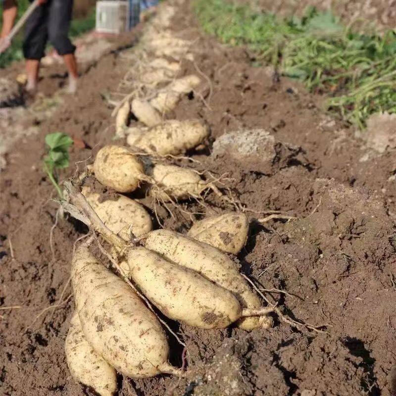 潮州正宗新鲜现挖白皮黄心板栗薯香甜粉糯无丝鸡蛋黄番薯包邮5斤