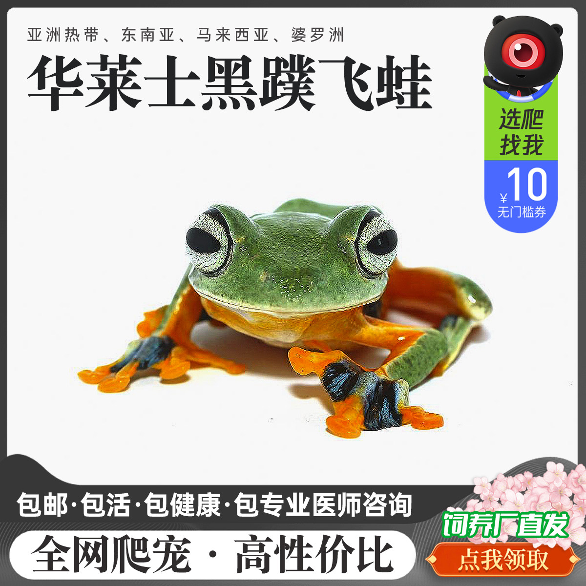 精选华莱士黑蹼人工繁育爬易上手
