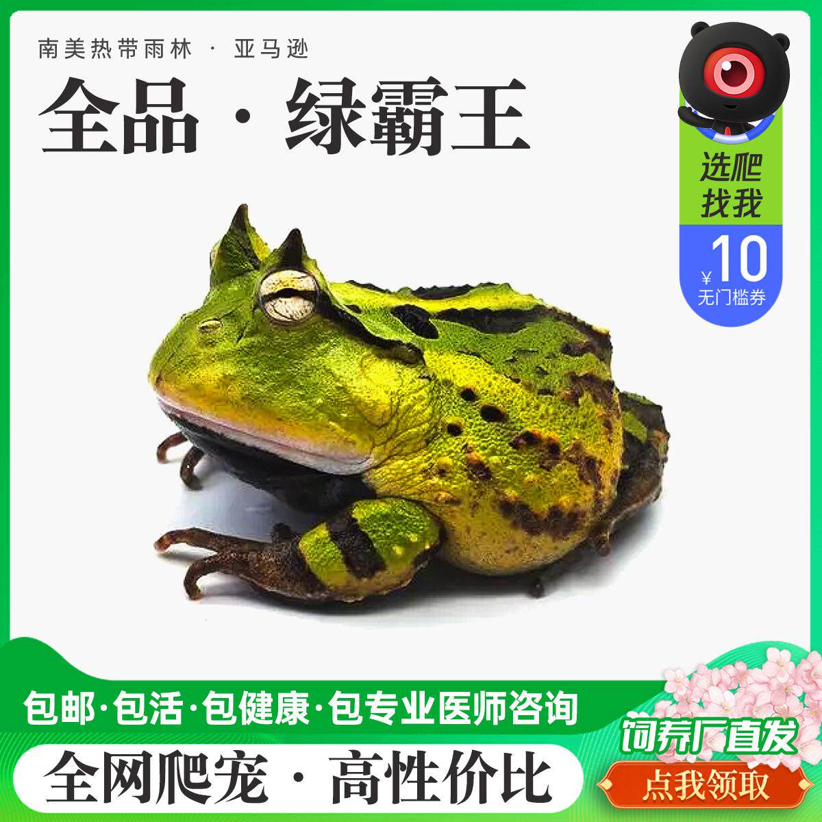特色爬宠全品类活体易养霸王精选