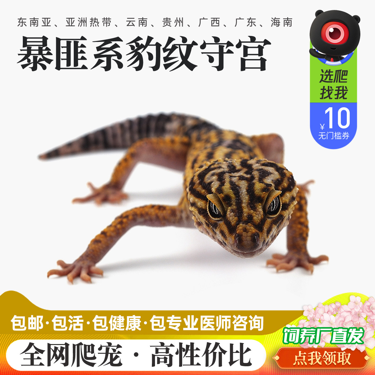 爬宠暴匪豹纹守宫蜥蜴宠物新手爬宠温顺可爱爬虫网红另类异宠幼苗