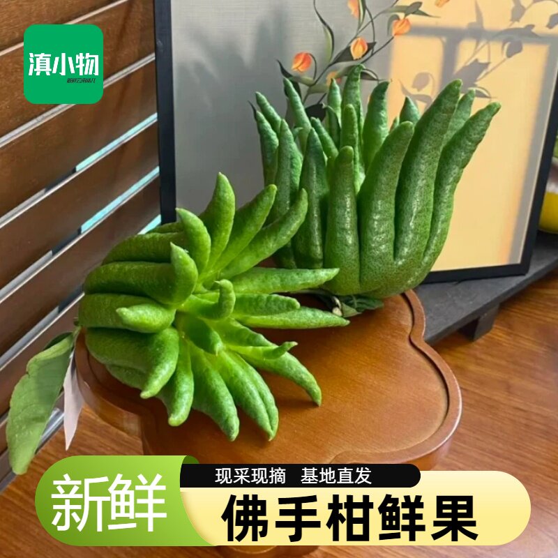 精品云南高山佛手柑观赏果