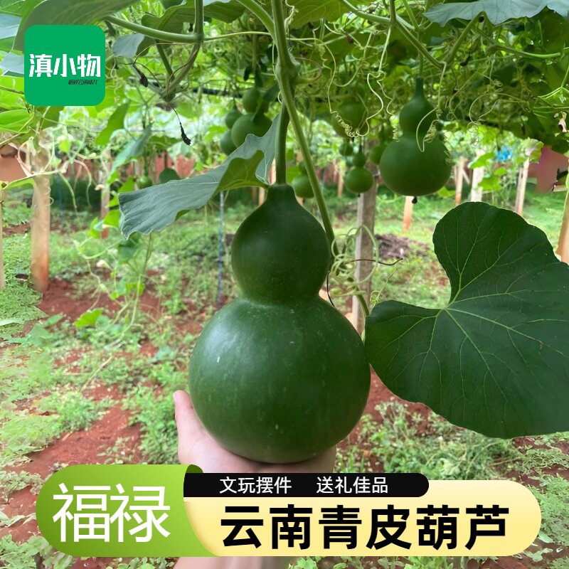 云南青皮葫芦 翡翠葫芦新鲜采摘特级绿皮葫芦 文玩摆件送礼佳品