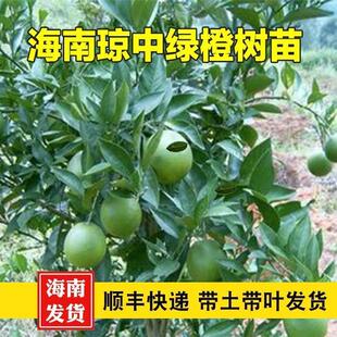 正宗海南琼中绿橙树苗橙子橙树树苗冰糖橙甜橙苗树苗南方种植嫁接