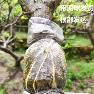 信宜钱排银妃三华李树苗嫁接水果苗圈枝苗红心李子苗南方种植包邮