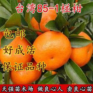 大果台湾85-1巨型椪柑苗无核椪柑嫁接芦柑桔子树苗当年结果早晚熟