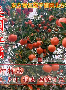 美国红橘苗 嫁接四川红橘树苗 东方岩红橘子苗南北方种植当年结果