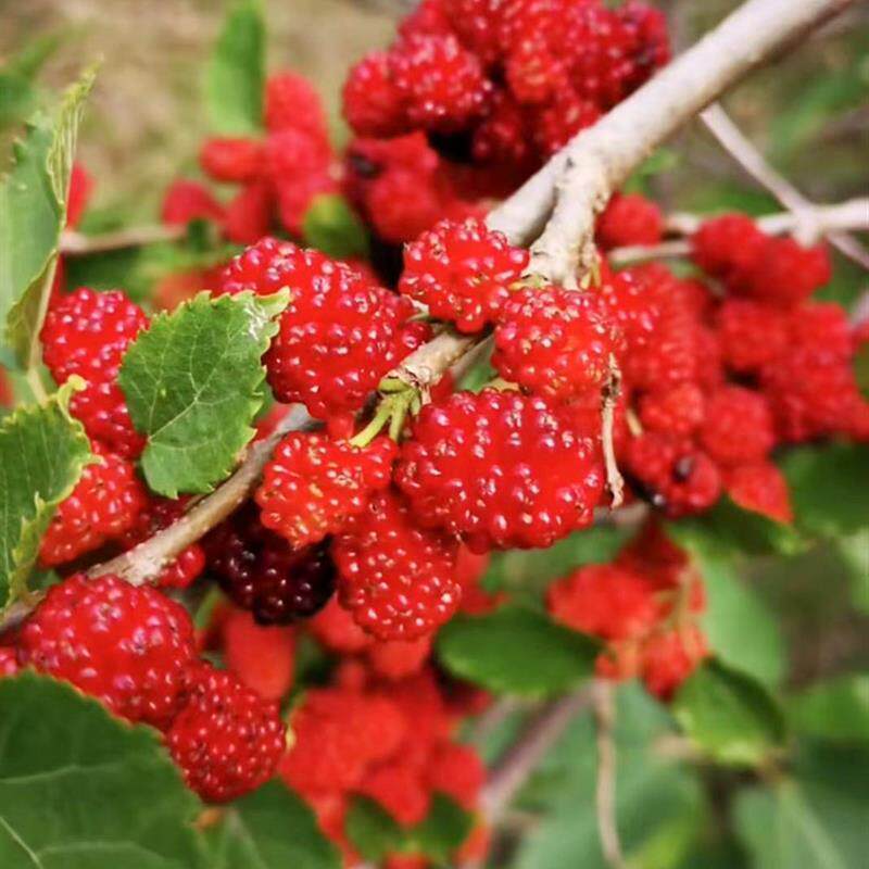 四季果桑46C019桑葚苗桑椹树桑树南方北方全国四季种植高产易成活