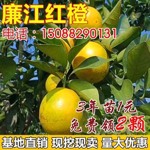 廉江红橙树苗嫁接苗 红心橙子脐橙苗 红江橙子树苗当年结果树包邮