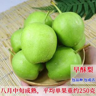 梨树果苗嫁接早酥梨苗特大脆甜青皮南方苗酥梨北方种植盆栽地栽苗