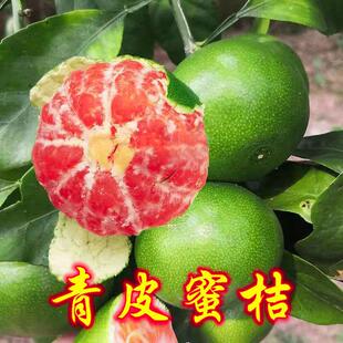 新品种青皮蜜桔苗日南一号桔苗早熟青柑橘苗嫁接无核蜜桔橘子树苗