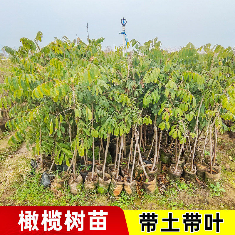 黑橄榄树苗嫁接橄榄雕刻大核工艺乌橄榄苗南北方盆栽地裁带土带叶