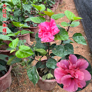 重瓣扶桑花苗四季大红花苗桑叶牡丹木槿朱槿盆栽植物室内花卉绿植