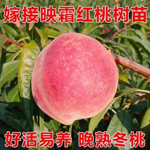 映霜红桃子树苗晚熟正宗迟熟十月国庆雪桃帅帅香冬桃水蜜桃果树苗