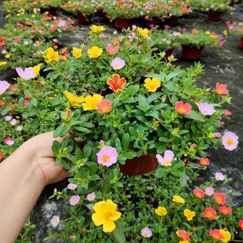 重瓣太阳花苗带根带土阳台庭院四季好养花卉植物太阳花苗多色混色