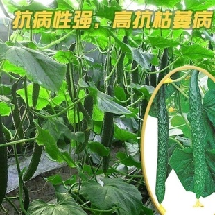 津研四号黄瓜种子甜脆高产绿皮绿瓤黄瓜节节有瓜绿刺黄瓜蔬菜种子